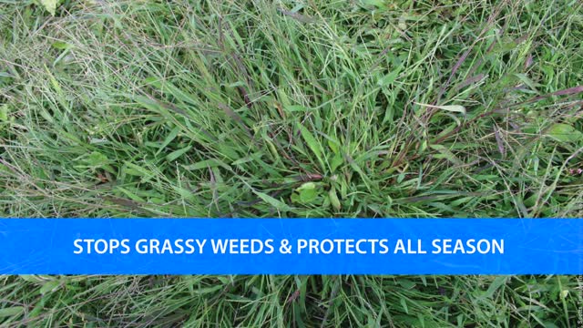 Scotts halts crabgrass & grassy weed preventer | Scotts Halts Crabgrass ...