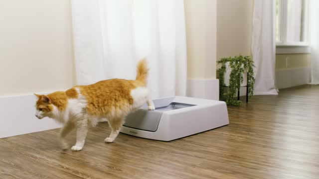 PetSafe ScoopFree Plastic White Self Cleaning Litter Box 1 pk Mfr#  PAL00-17296 - Ace Hardware