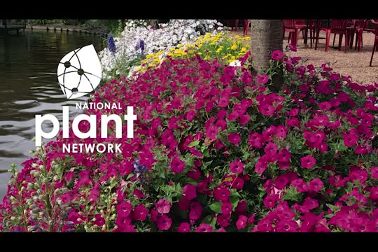 National Plant Network Head Over Heels Passion Hibiscus Grower